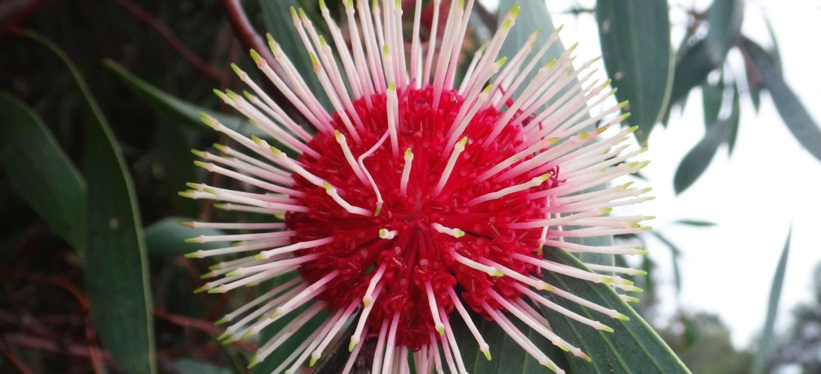 native_flower Four Elements Farmstay